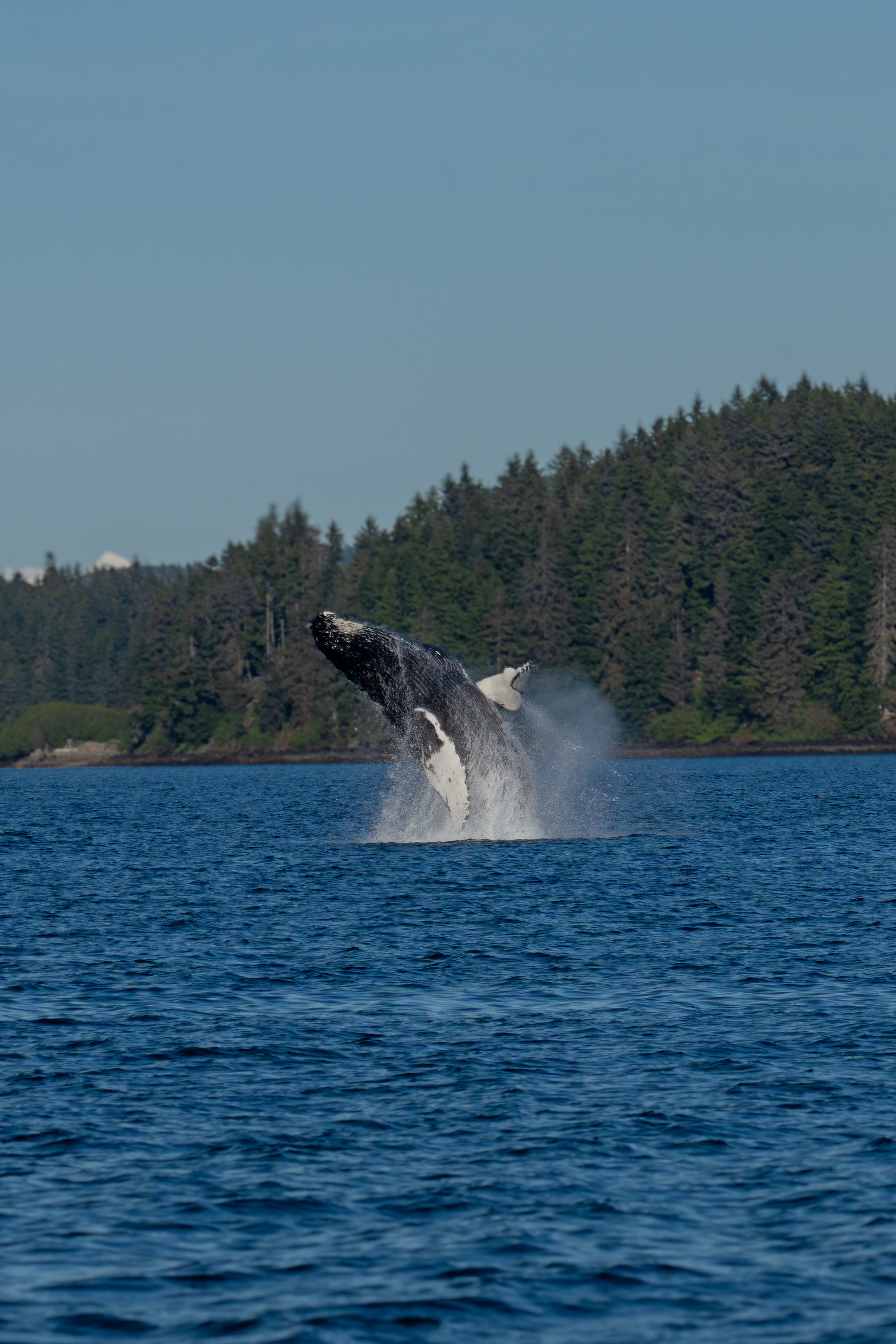 Humpback whale breaching out of the water in Alaska